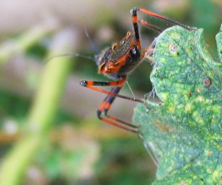 Rhynocoris cuspidatus, nuovo per la fauna italiana